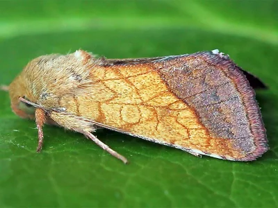 Pyrrhia umbra