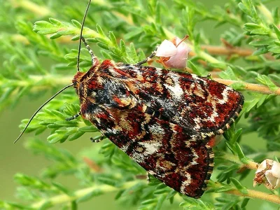 Anarta (Anarta) myrtilli