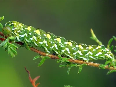 Anarta (Anarta) myrtilli