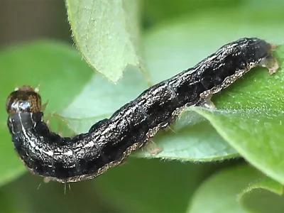 Apterogenum ypsillon