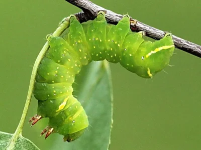 Brachionycha nubeculosa