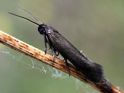 Scythris seliniella