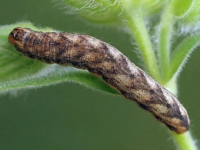 Hadena (Hadena) capsincola