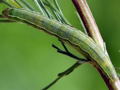 Heliothis (Heliothis) ononis