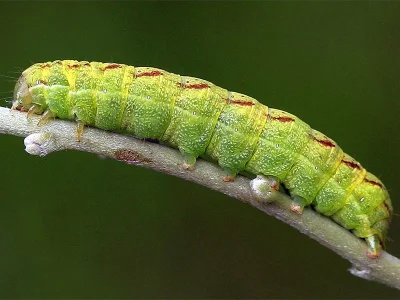 Lacanobia (Dianobia) contigua