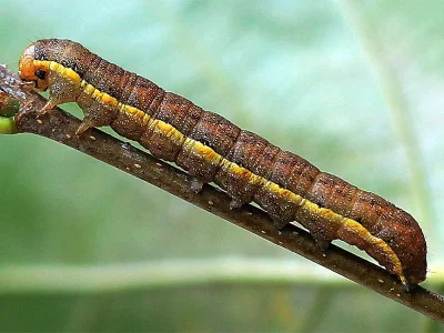 Lacanobia (Dianobia) suasa