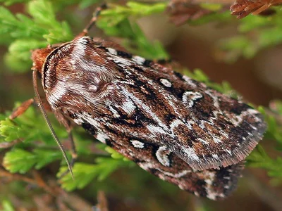 Lycophotia porphyrea
