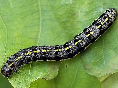 Orthosia (Cororthosia) gracilis