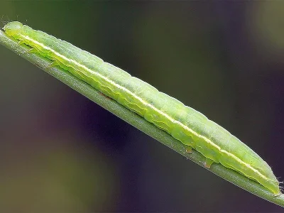 Plusia festucae