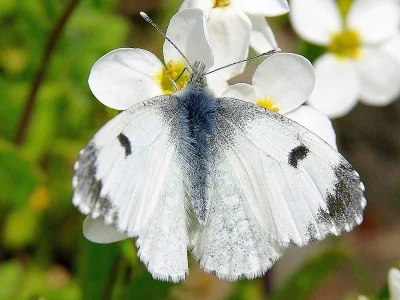 Anthocharis (Anthocharis) cardamines