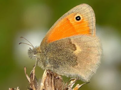 Coenonympha pamphilus