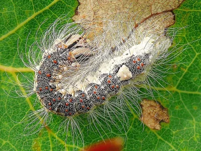 Acronicta (Subacronicta) megacephala