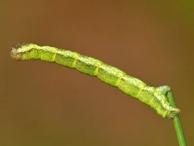 Xanthorhoe fluctuata