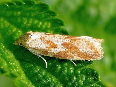 Cnephasia (Cnephasia) longana