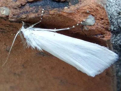 Scirpophaga praelata