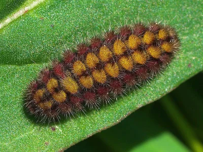 Adscita (Adscita) statices