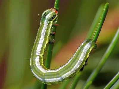 Pungeleria capreolaria