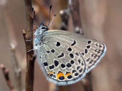 Agriades optilete