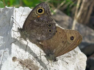 Lasiommata petropolitana