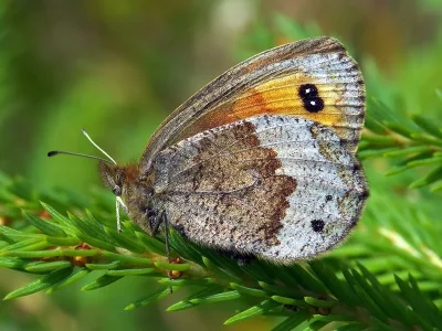 Erebia pronoe