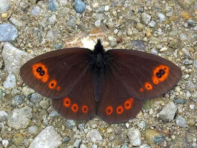 Erebia medusa