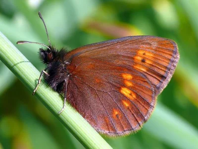 Erebia manto