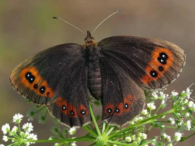 Erebia aethiops