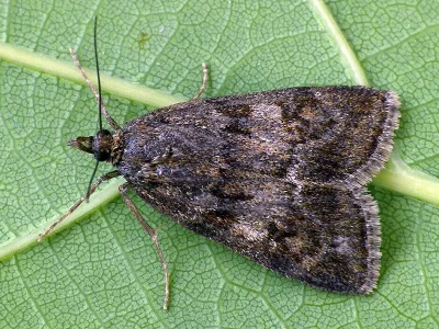 Gesneria centuriella