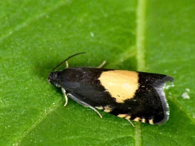 Pammene trauniana