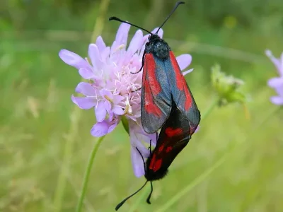 Zygaena (Mesembrynus) purpuralis