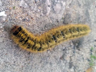 Lasiocampa (Pachygastria) trifolii