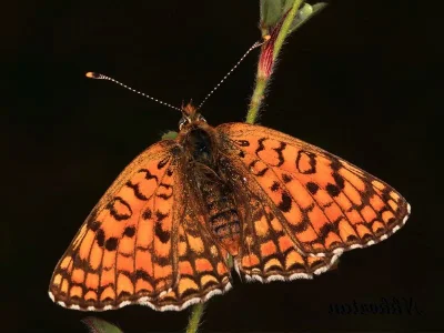 Melitaea phoebe