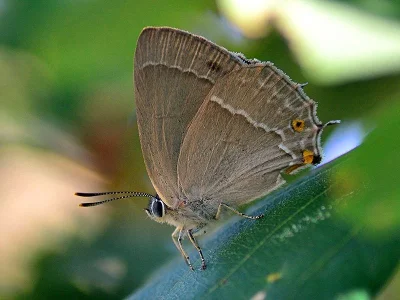 Favonius quercus