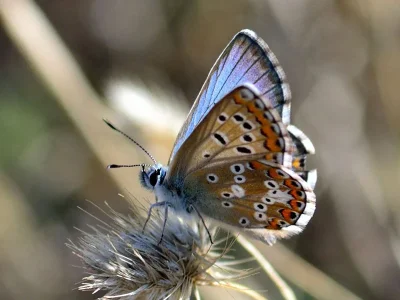 Aricia (Ultraaricia) anteros