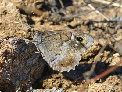 Hipparchia (Neohipparchia) statilinus
