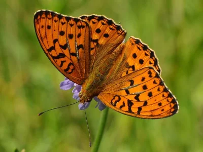 Argynnis (Fabriciana) adippe