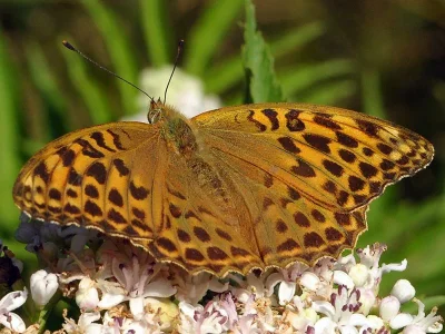 Argynnis (Argynnis) paphia