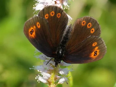 Erebia medusa