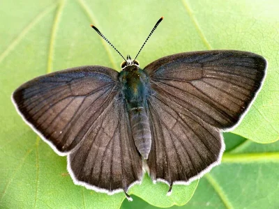 Favonius quercus