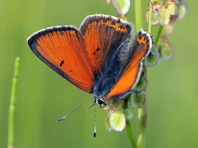 Lycaena (Heodes) hippothoe