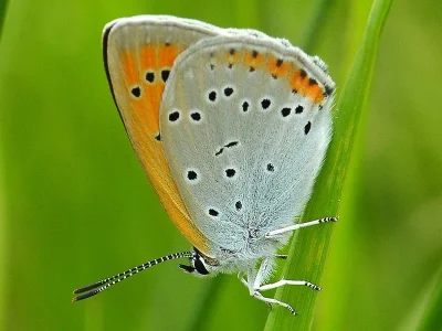 Lycaena (Thersamolycaena) dispar