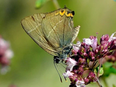 Satyrium (Strymonidia) w-album