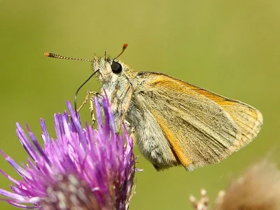 Thymelicus sylvestris