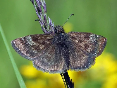 Erynnis tages