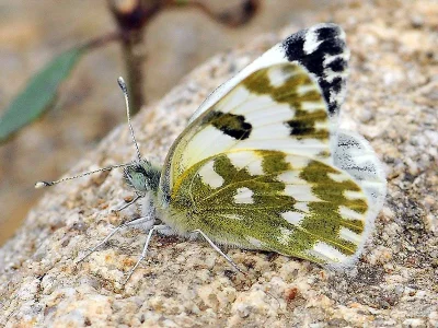 Pontia edusa
