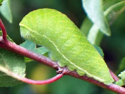 Iphiclides podalirius