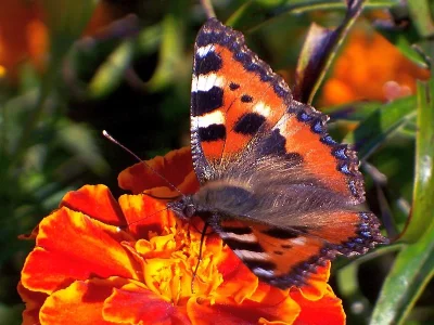 Aglais urticae