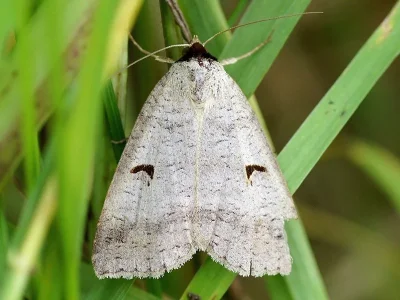 Lygephila (Lygephila) pastinum