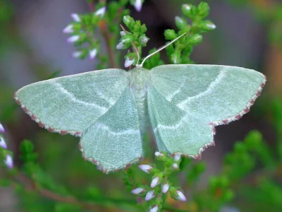 Thalera fimbrialis