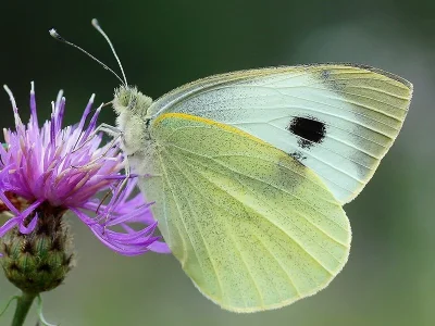 Pieris (Pieris) brassicae